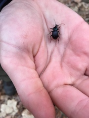 Sphaeroderus