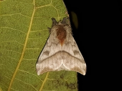 Hylesia obtusa