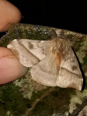 Hylesia obtusa