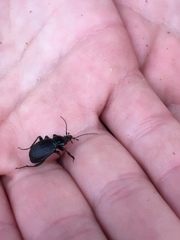 Sphaeroderus