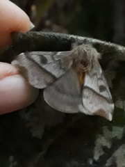 Hylesia obtusa
