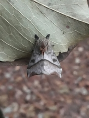 Hylesia obtusa