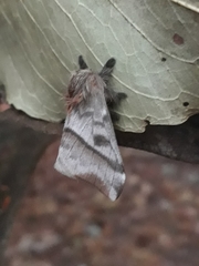 Hylesia obtusa
