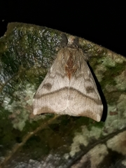 Hylesia obtusa