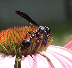 Zethus spinipes spinipes