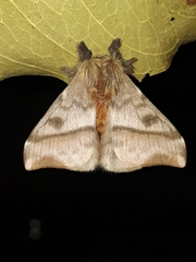 Hylesia obtusa