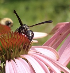 Zethus spinipes spinipes