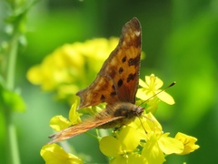 Polygonia satyrus