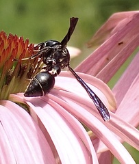 Zethus spinipes spinipes