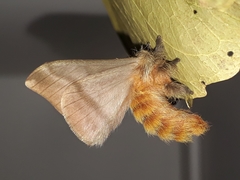 Hylesia obtusa