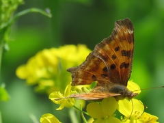 Polygonia satyrus