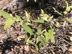 Solanum nemophilum