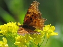 Polygonia satyrus