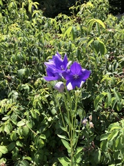 Platycodon