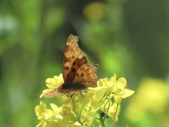 Polygonia satyrus