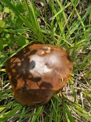 Rubroboletus haematinus