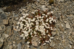 Epilobium rubro-marginatum