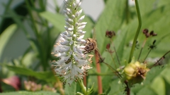 Veronicastrum virginicum