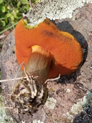 Rubroboletus haematinus