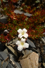 Epilobium rubro-marginatum
