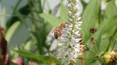 Veronicastrum virginicum
