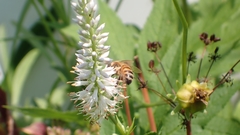 Veronicastrum virginicum