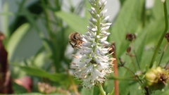Veronicastrum virginicum