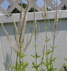 Veronicastrum virginicum