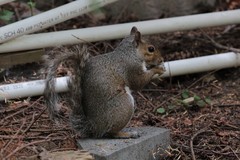 Sciurus carolinensis