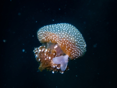 Phyllorhiza punctata