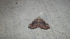 Hypertrocta posticalis