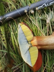 Rubroboletus haematinus