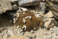 Veronica cheesemanii