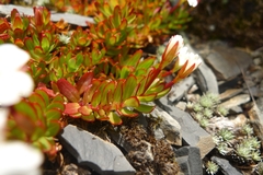 Epilobium rubro-marginatum