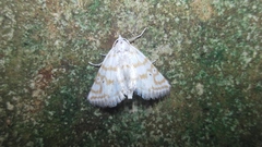 Patissa fulvosparsa