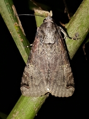 Melipotis famelica