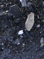 Echinarachnius parma