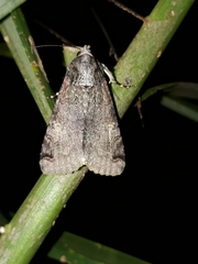 Melipotis famelica