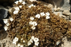 Veronica cheesemanii