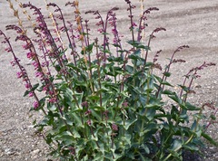 Penstemon bicolor roseus