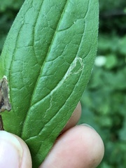 Calycomyza cynoglossi
