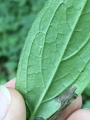 Calycomyza cynoglossi