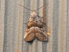 Hypenodes caducus