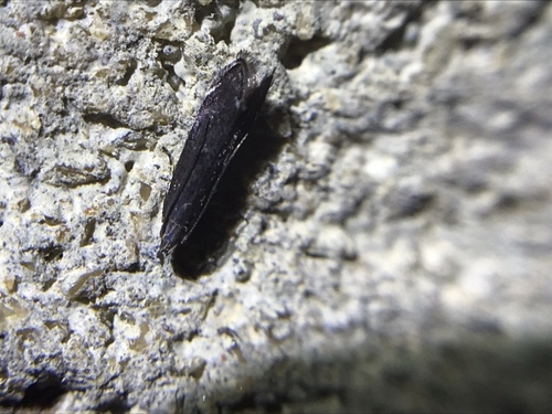 Untomia albistrigella photo 5