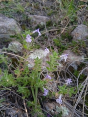 Salvia axillaris