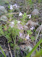 Salvia axillaris