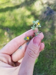 Acmispon wrangelianus