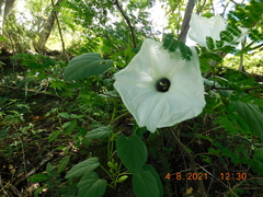 Ipomoea scopulorum