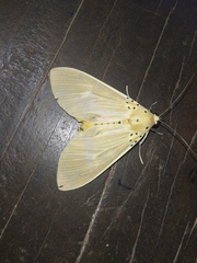 Asota producta