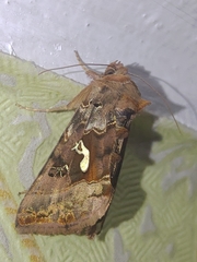 Autographa macrogamma